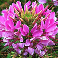Mauve Queen Spider Seeds - 100 Count Clome Spinosa Perennial Flower Seeds for Garden, Borders, Containers