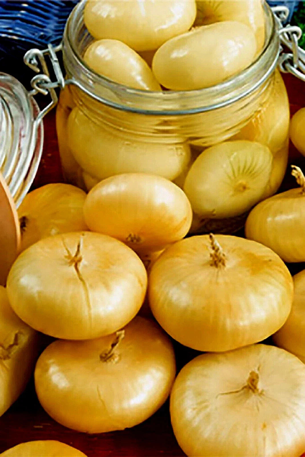 Cipollini Yellow Onion Seeds - Non-GMO Allium cepa for Home Gardening - 200+ Pack