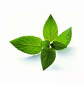 Peppermint Seeds 50 Count Mentha Piperita Aromatic Herb for Culinary & Herbal Use