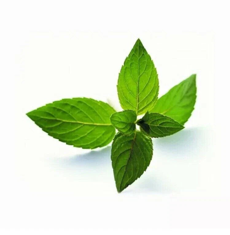 Peppermint Seeds 50 Count Mentha Piperita Aromatic Herb for Culinary & Herbal Use