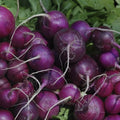 Purple Plum Radish Seeds - Non-GMO, Heirloom, Fast-Growing Cruciferous Garden Seeds for Homegrown Radishes