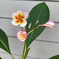 Fireblast Plumeria Cutting - Mid Size - Fragrant Tropical Flowering Plant - Plumeria rubra 'Fireblast'