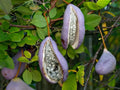 Chocolate Vine Seeds - 5 Pack, Edible Akebia quinata, Purple Flowers, Climbing Vine, Hardy Perennial Plant