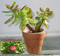 Rooted 12" Jade Plant Succulent Crassula Ovata Drought Resistant Indoor Houseplant