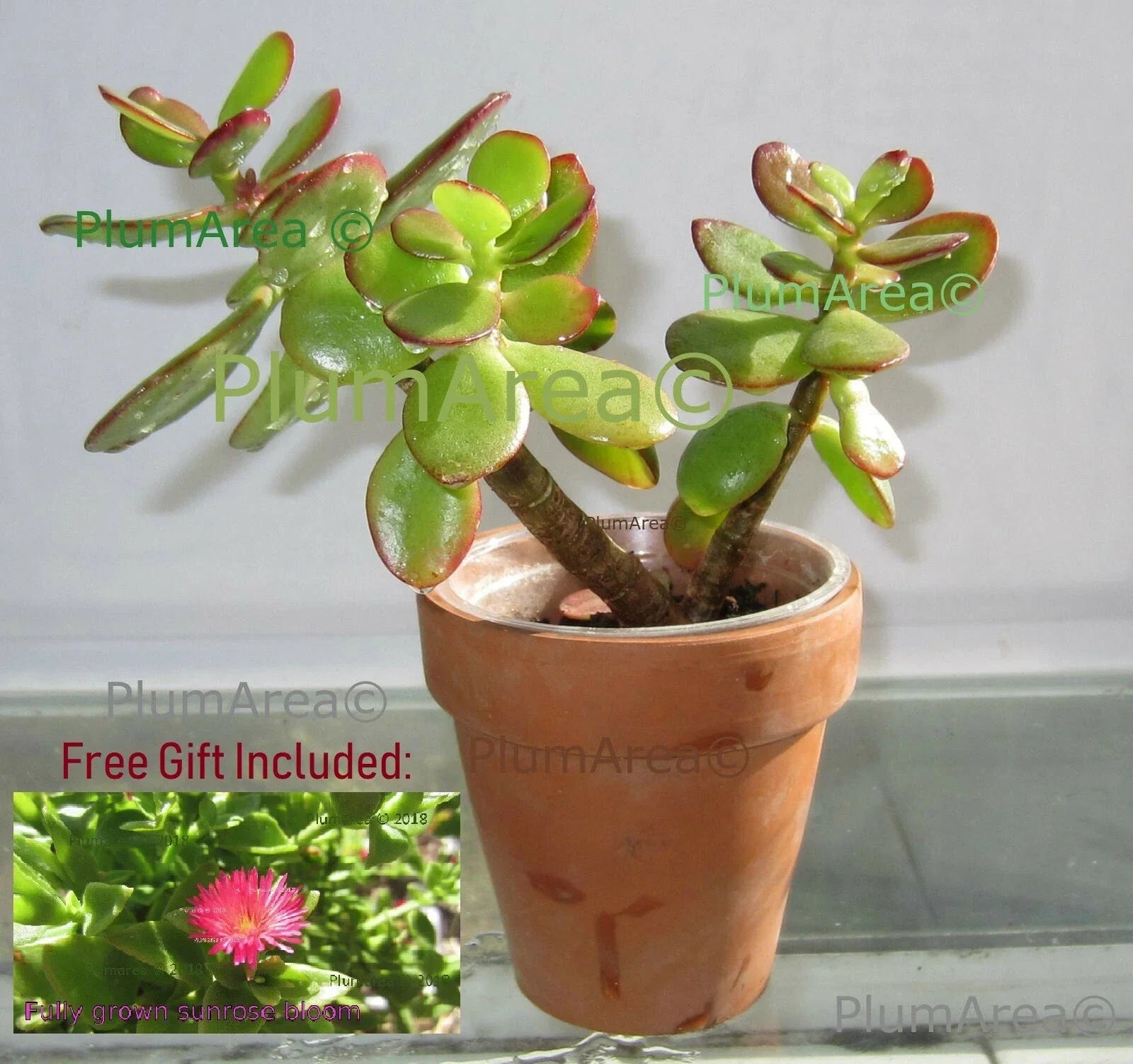Rooted 12" Jade Plant Succulent Crassula Ovata Drought Resistant Indoor Houseplant