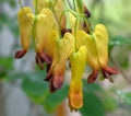 25 Bleeding Heart Seeds - Dicentra spectabilis - Shade Perennial Flower for Garden, Heart-Shaped Blooms, Easy to Grow