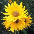 Maximilian Sunflower Seeds - Heirloom Non-GMO Perennial Pack of 50+ Helianthus maximiliani