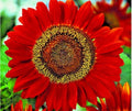Red Sun Sunflower Seeds - 51+ Pack, Branching Cut Flowers, Native Helianthus annuus, Easy to Grow, Attracts Pollinators