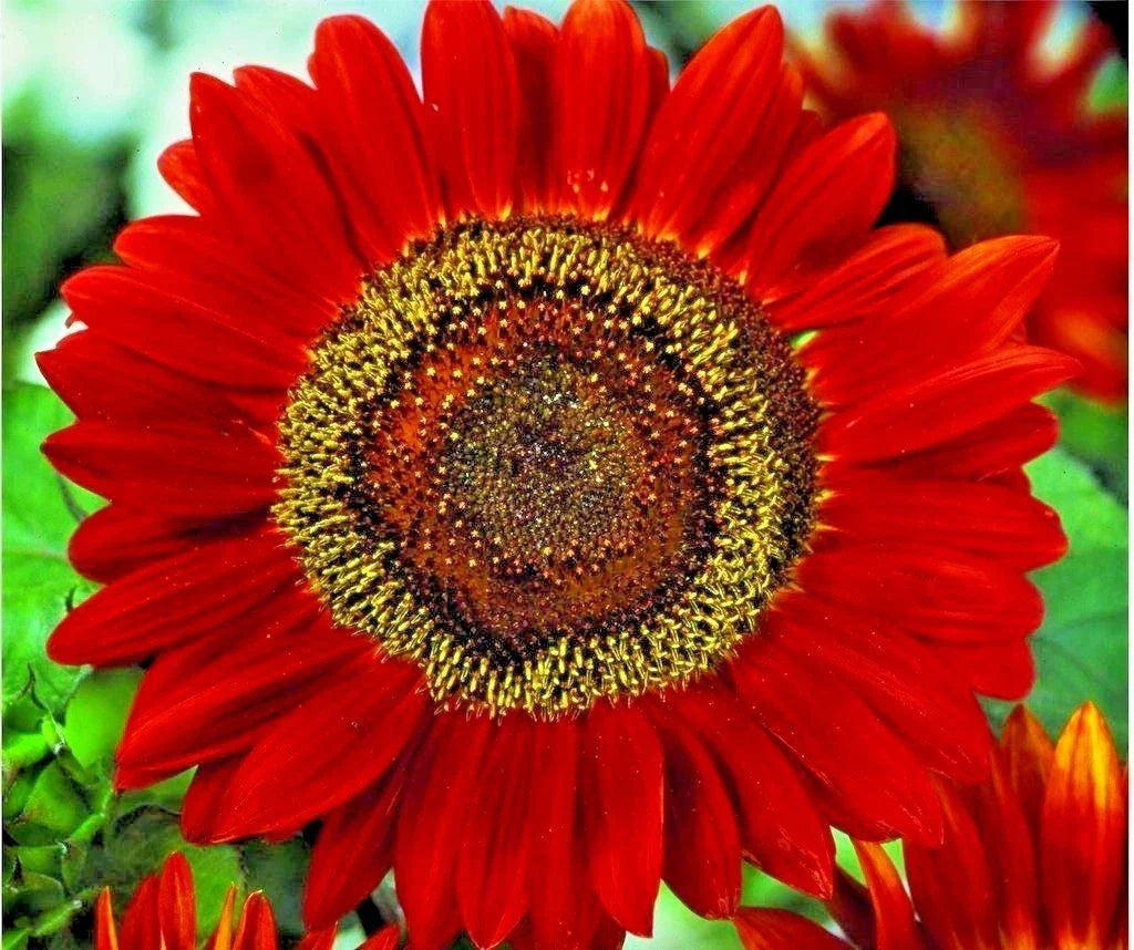 Red Sun Sunflower Seeds - 51+ Pack, Branching Cut Flowers, Native Helianthus annuus, Easy to Grow, Attracts Pollinators