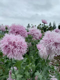 Lilac Pompon Poppy Seeds - 200+ Pack for Garden Planting - Papaver somniferum - Annual Flower for Borders & Cut Flowers