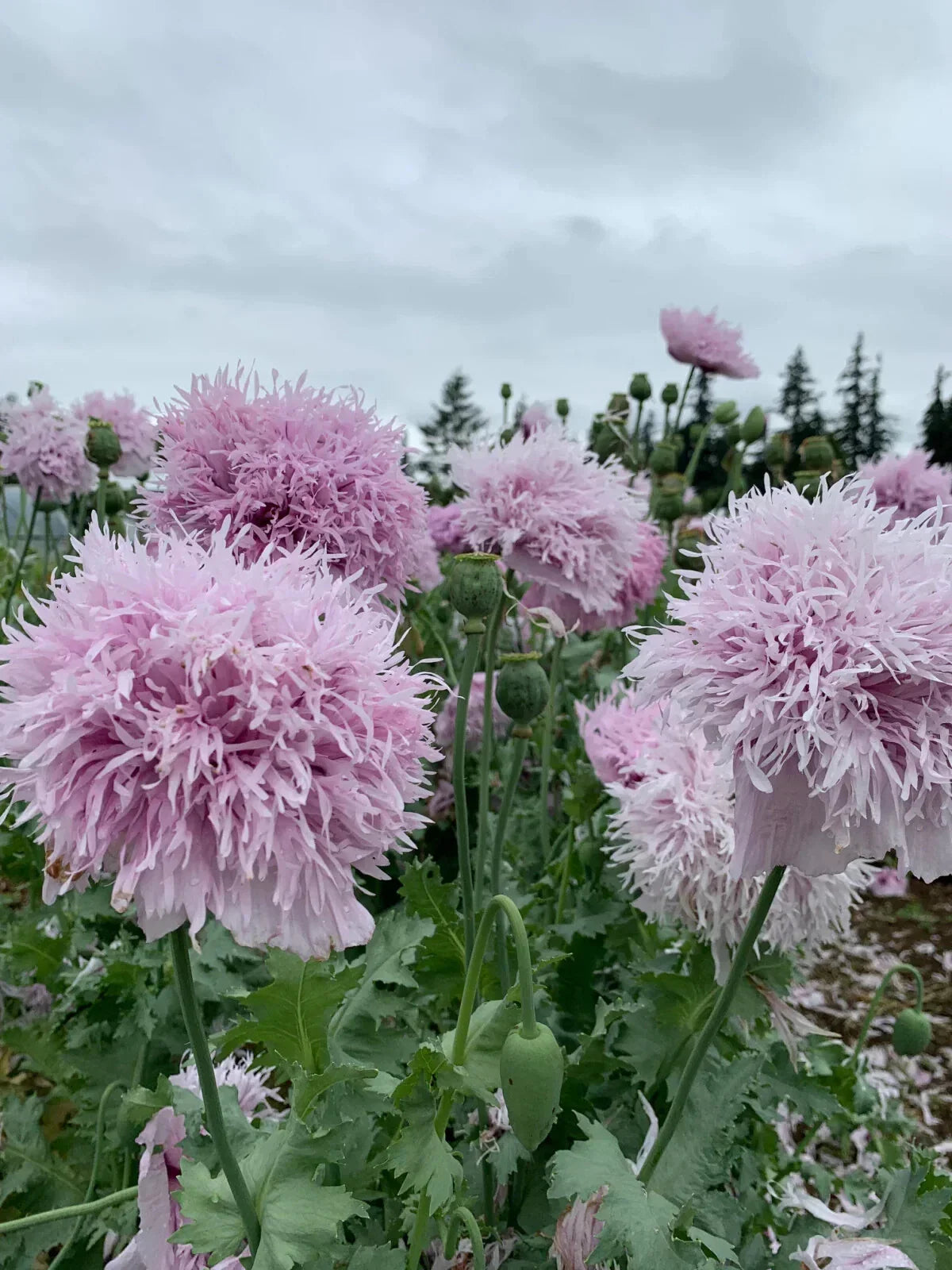 Lilac Pompon Poppy Seeds - 200+ Pack for Garden Planting - Papaver somniferum - Annual Flower for Borders & Cut Flowers