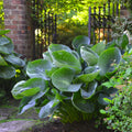 Hosta Abiqua Drinking Gourd Plant in 5.25" Pot - Shade Perennial with Cupped Leaves