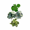 Plectranthus Swedish Ivy Assorted Rooted Starter Plants – Indoor Houseplants for Home & Office, Trailing, Easy Care