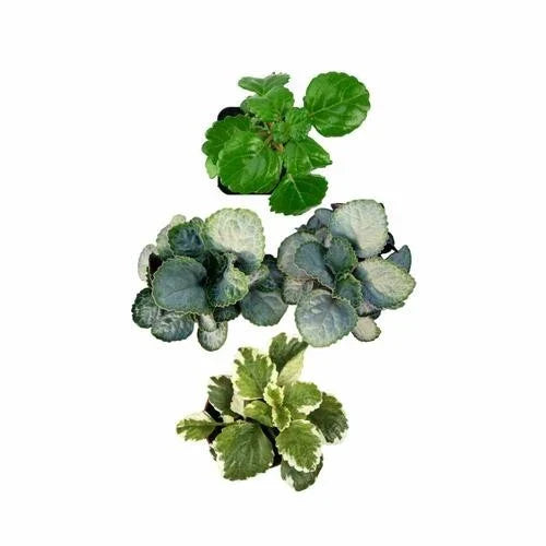 Plectranthus Swedish Ivy Assorted Rooted Starter Plants – Indoor Houseplants for Home & Office, Trailing, Easy Care
