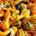 Large Ornamental Gourd Seeds Mix for Fall Decor, Cucurbita pepo, Decorative Autumn & Winter Squash Seeds
