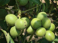 Black Walnut Tree Live Plant Seedling | Juglans nigra | Deciduous, Edible Walnuts, Full Sun, Garden Tree