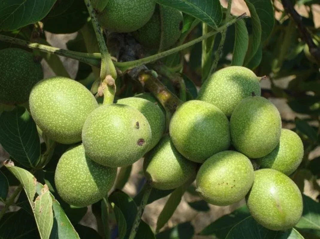 Black Walnut Tree Live Plant Seedling | Juglans nigra | Deciduous, Edible Walnuts, Full Sun, Garden Tree