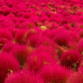Red Globe Burning Bush Seeds - Kochia Scoparia for Fall Foliage, Landscape, Garden Planting, 50 Seeds