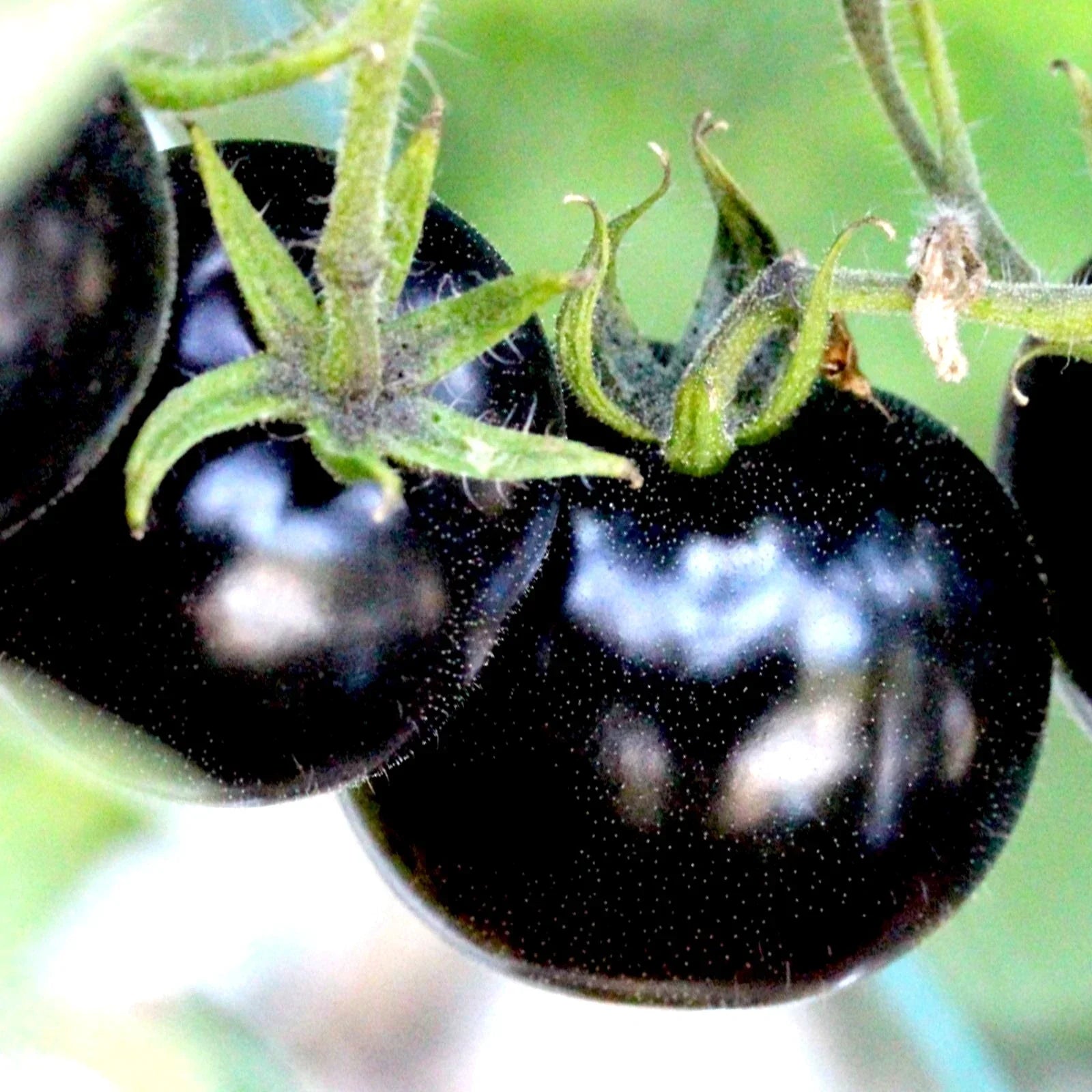 European Black Cherry Tomato Seeds – 75+ Heirloom, Non-GMO, Sweet & Juicy, Solanum lycopersicum, Perfect for Gardeners