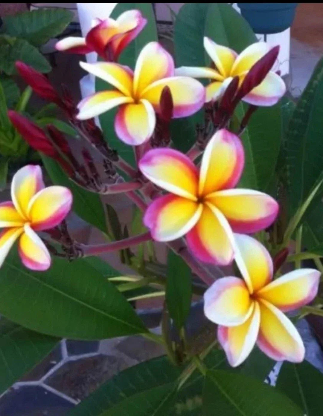 Multicolor Plumeria Plant in 3 Inch Pot, Fragrant Flowers, Rooted from Seeds, Tropical Garden, Indoor or Outdoor Plant, Plumeria spp.