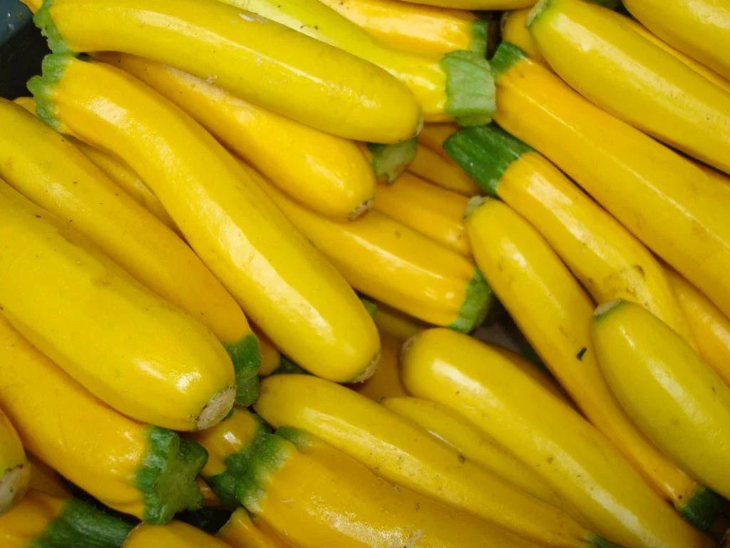 Golden Zucchini Seeds 25 Non-GMO Cucurbita pepo Summer Vegetable for Home Gardens