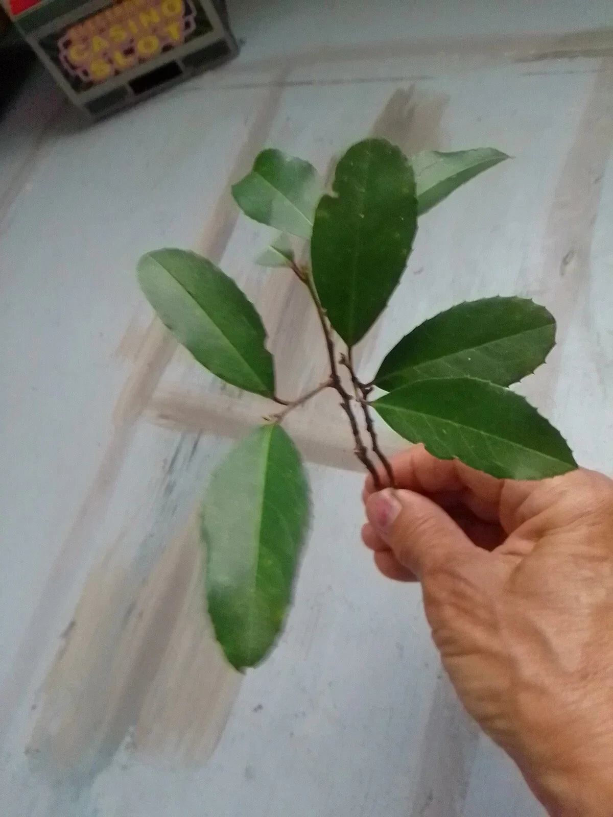 Texas Florida Live Oak Tree Plants - 6-12" Rooted Saplings, Evergreen Shade Tree, Quercus virginiana