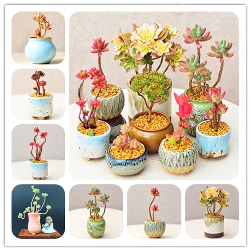 Rare Succulent Seeds 100pcs Mixed Varieties for Indoor & Outdoor Gardens, Low Maintenance, Collectors & Enthusiasts