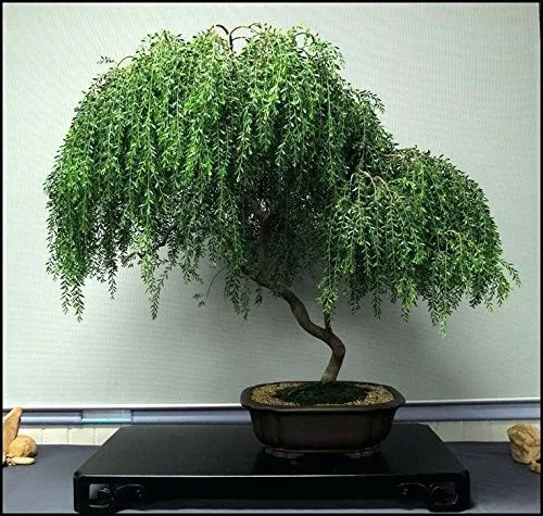 Large Dwarf Weeping Willow Bonsai Cutting - Salix babylonica 'Crispa' Thick Trunk Plant