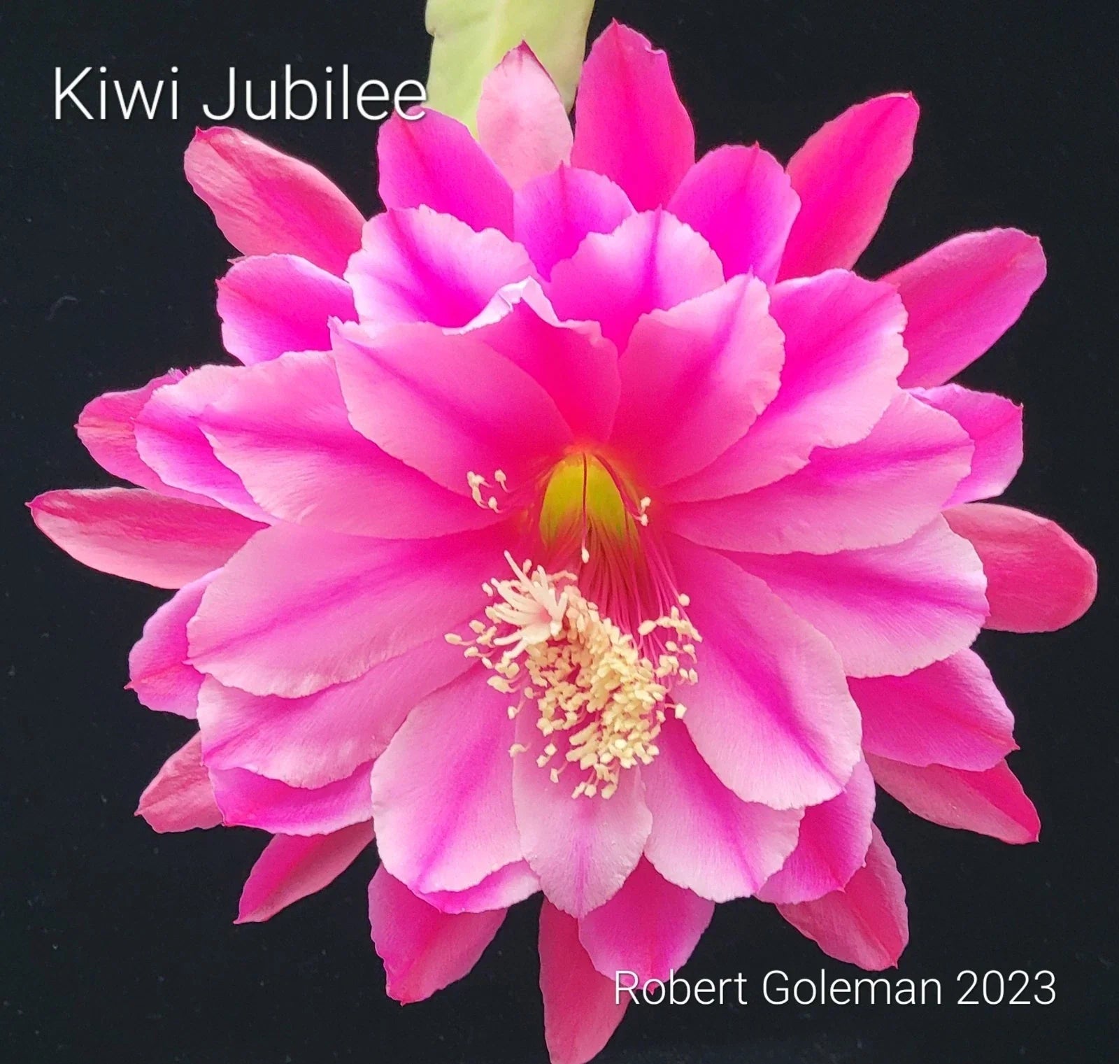 Unrooted Epiphyllum Kiwi Jubilee Cutting - Rare Orchid Cactus, Tropical Houseplant, Pink and Yellow Blooms