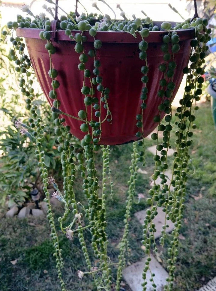 Cactus Cutting Succulent #52 - Unique Variety for Propagation and Home Decor