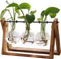 Air Plant Terrarium with Wooden Stand – Clear Glass Bulb for Indoor Gardening, Home Decor, XXXFLOWER Plant