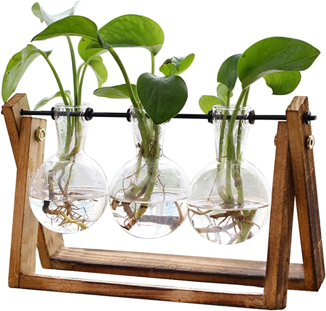 Air Plant Terrarium with Wooden Stand – Clear Glass Bulb for Indoor Gardening, Home Decor, XXXFLOWER Plant