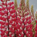 Red White Lupine Seeds - Perennial Flower Seeds for Borders & Gardens - Lupinus polyphyllus, Hardy, Easy to Grow, 25 Pack