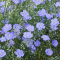Blue Flax Seeds - 500 Non-GMO Wildflower Seeds - Linum lewisii Perennial for Gardens, Meadows, Borders