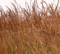 Indian Grass Seeds - Perennial Ornamental Grass for Garden - Sorghastrum nutans - Clumping, Up to 5 Feet Tall