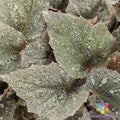25+ Triton Rex Begonia Seeds - Space Age Variety - Exotic Indoor Garden Seeds - Begonia rex, Perennial, Vibrant Foliage