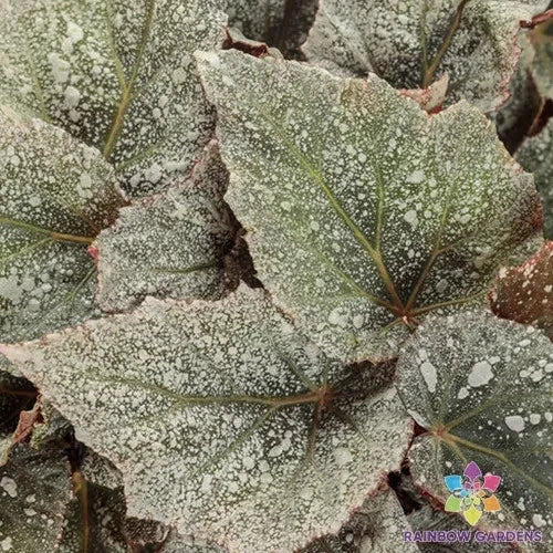 25+ Triton Rex Begonia Seeds - Space Age Variety - Exotic Indoor Garden Seeds - Begonia rex, Perennial, Vibrant Foliage