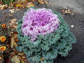 Ornamental Kale Seeds - Kamome Pink - 40 Seeds - Brassica oleracea - Vibrant Foliage for Gardens & Containers