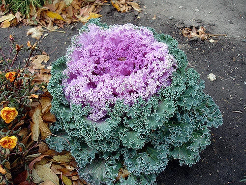 Ornamental Kale Seeds - Kamome Pink - 40 Seeds - Brassica oleracea - Vibrant Foliage for Gardens & Containers