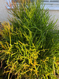 Fire STICKS Euphorbia Tirucalli Cuttings – 4-8" Succulent Live Plants, Pencil Cactus Propagation Material