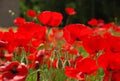 Red Poppy Seeds Pack | 100+ Seeds | Bright Red Flowers | Papaver rhoeas | Easy to Grow Wildflower Seeds