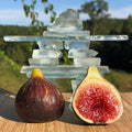 Black Madeira Fig Seeds - 100+ Ficus carica Fruit Tree Seeds for Garden Planting, Backyard Orchard, Non-GMO, USA Grown