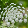 Bishop's Flower Seeds - Ammi Majus White - Annual Flower Seeds for Borders & Cut Flowers - USA Grown, 300+ Seeds