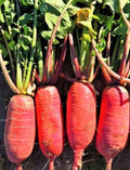 China Rose Radish Seeds - Non-GMO Heirloom Raphanus sativus, 100+ Seeds for Home Gardening, Fast-Growing, Edible Root