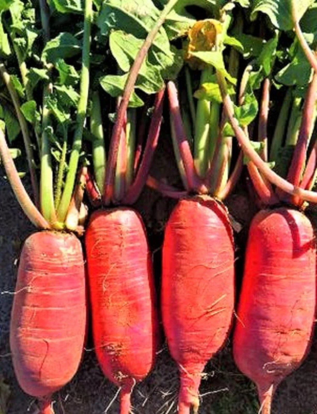China Rose Radish Seeds - Non-GMO Heirloom Raphanus sativus, 100+ Seeds for Home Gardening, Fast-Growing, Edible Root