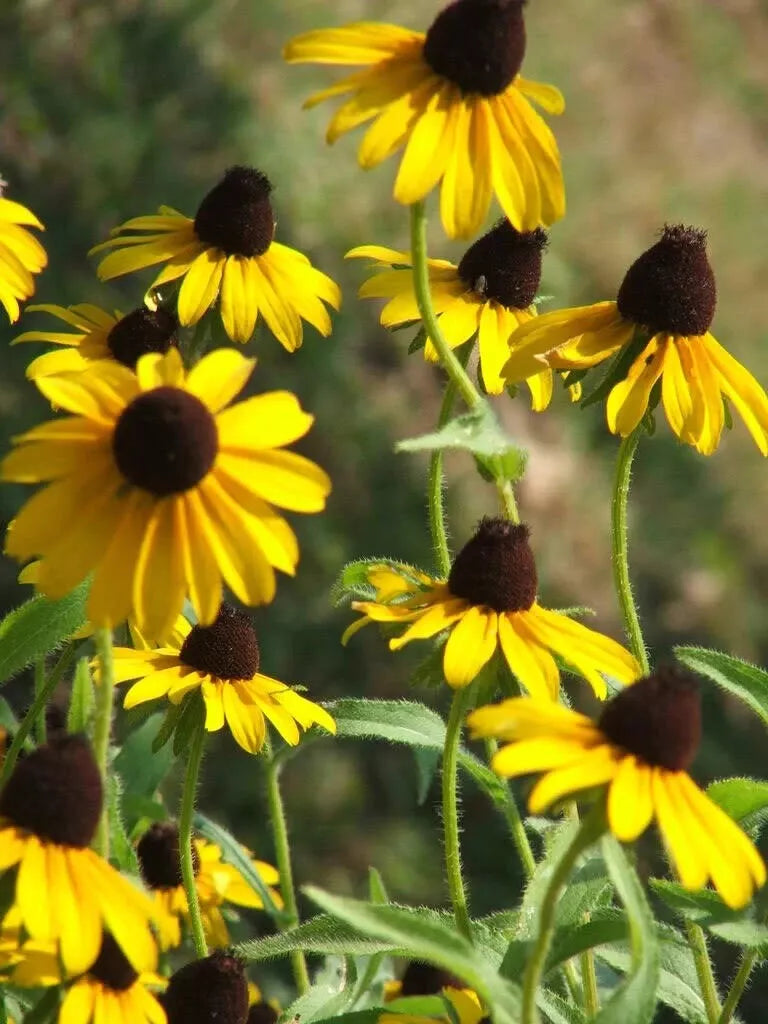 Coneflower Seeds - 2200 Pack - Clasping Leaf Yellow Echinacea Tenuifolia - Perennial Flower for Garden, Pollinator Attractant