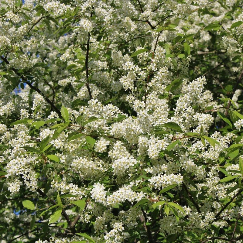 Hackberry Tree Live Bare Root Celtis occidentalis 16+ Inches Wind-Resistant Deciduous Tree for Zones 3-9