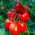Rio Grande Tomato Seeds - Organic Heirloom Non-GMO - Solanum lycopersicum - Bountiful Home Garden Planting