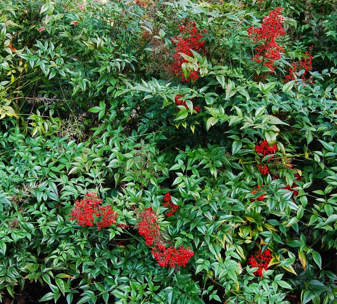 Nandina Domestica Live Plants - 3-6 Inch Seedlings, Heavenly Bamboo Shrubs, Ornamental Garden Plants