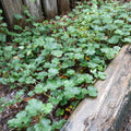 Creeping Golden Raspberry Live Plant - Formosan Variety, Evergreen Ground Cover, Edible Berry, Rubus pentalobus